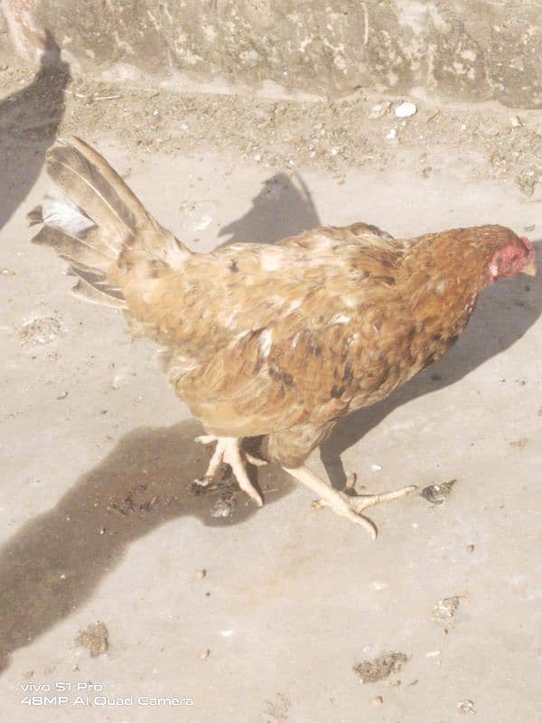 1200/kg desi aandon wali murgi / hen 0