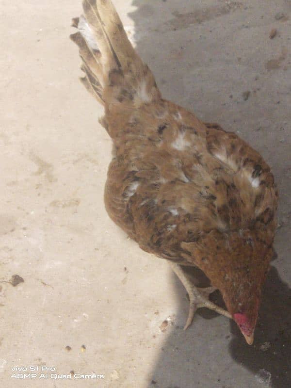 1200/kg desi aandon wali murgi / hen 2