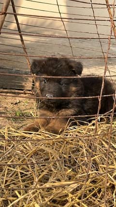 German Shepherd puppy / GSD male puppy / german shapherd dog