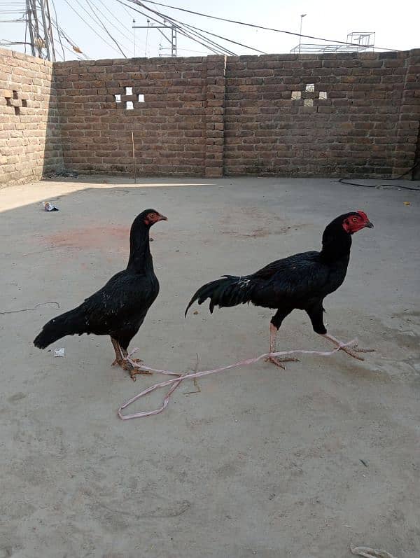 pair Murga for sale/Murgi for sale /Murgi/ Murga 8