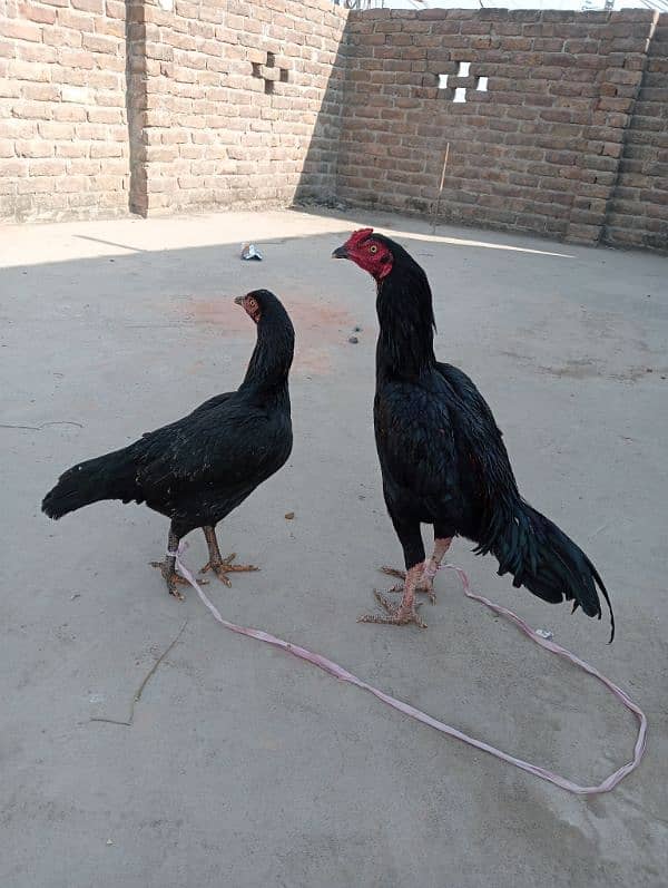 pair Murga for sale/Murgi for sale /Murgi/ Murga 10