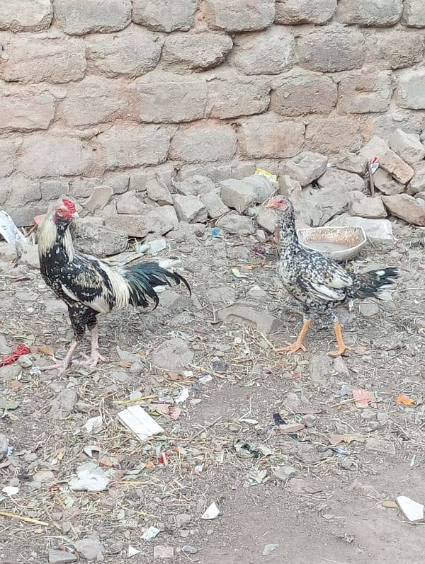 pair Murga for sale/Murgi for sale /Murgi/ Murga 15