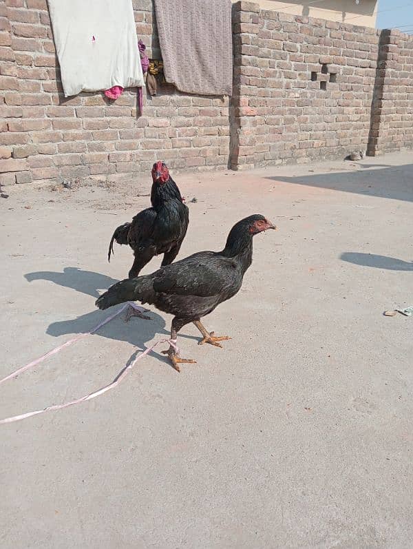 pair Murga for sale/Murgi for sale /Murgi/ Murga 19