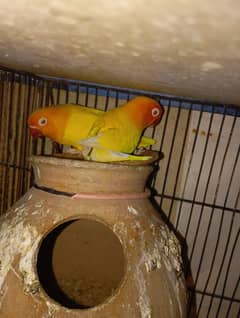 Lotino pasnata Red Eyes And TCB green Budgies