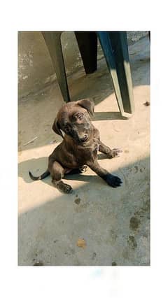 female pure pointer hai male pointer or Labrador cros ha