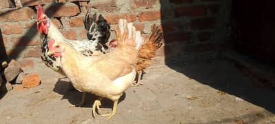 Golden Misri hens | eggs laying hens | starter hens for sale