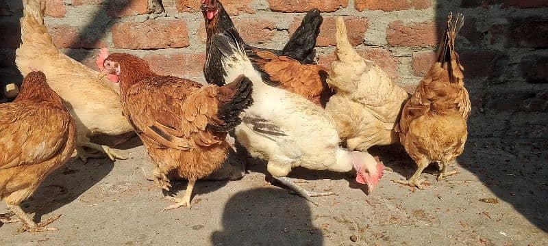 Golden Misri hens | eggs laying hens | starter hens for sale 1