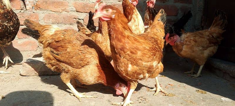 Golden Misri hens | eggs laying hens | starter hens for sale 2