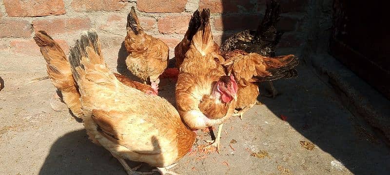 Golden Misri hens | eggs laying hens | starter hens for sale 3