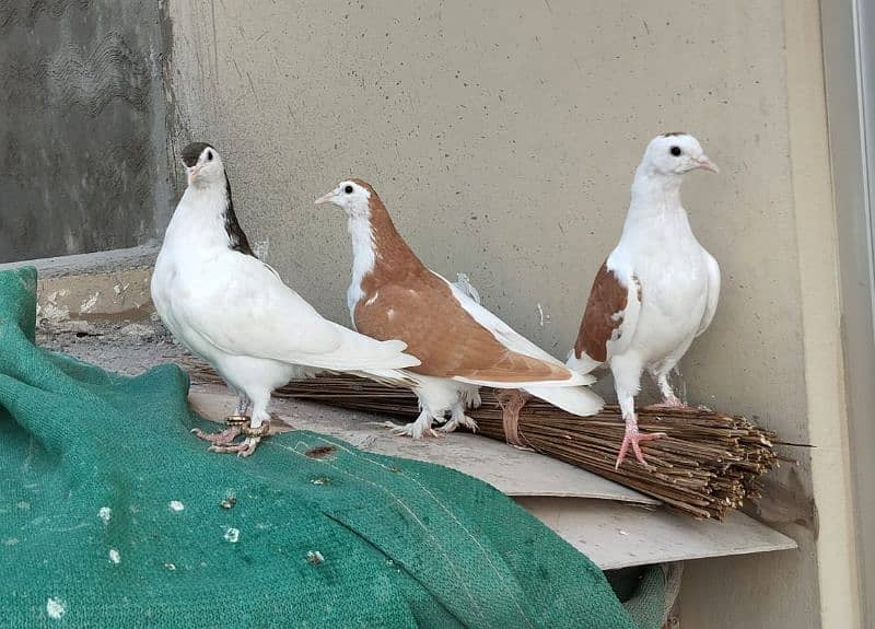 sherazi young pigeons kabotar 1