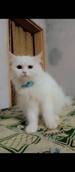 Persian Cat