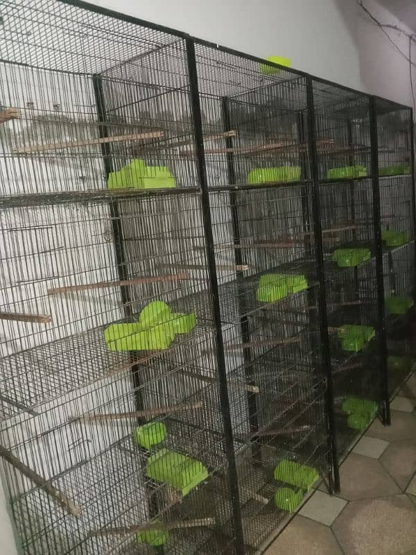 Albino Red Eyes, Cages, Breeding Boxes, Pots 1