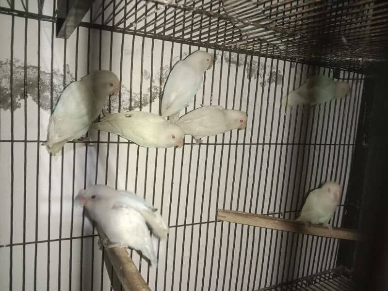 Albino Red Eyes, Cages, Breeding Boxes, Pots 3