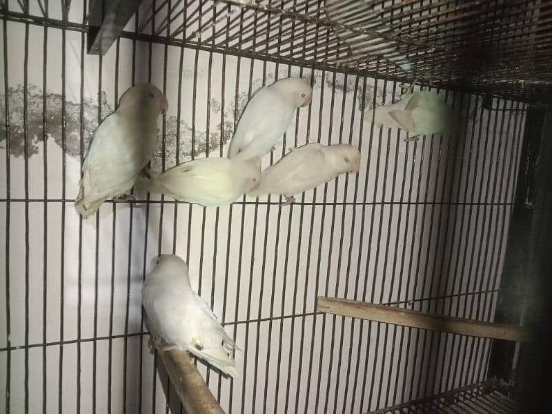 Albino Red Eyes, Cages, Breeding Boxes, Pots 4