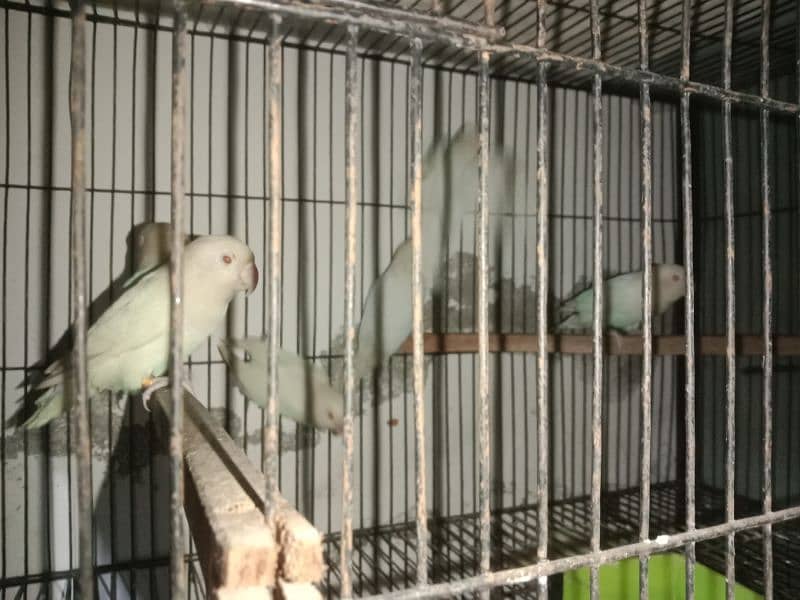 Albino Red Eyes, Cages, Breeding Boxes, Pots 5