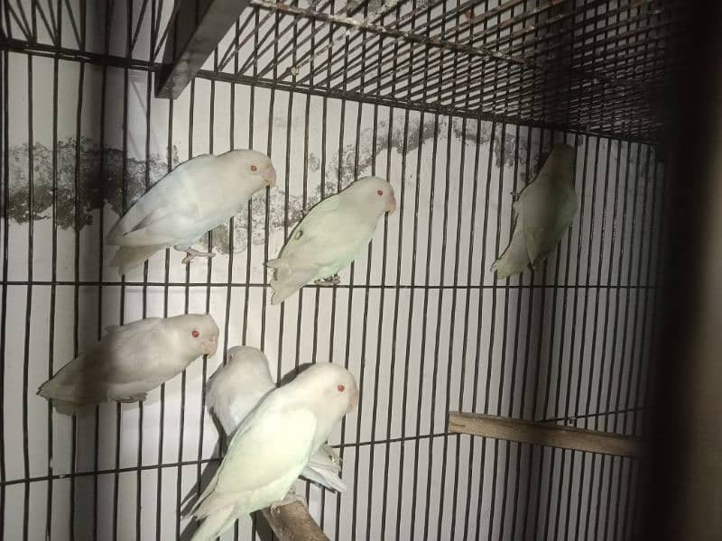 Albino Red Eyes, Cages, Breeding Boxes, Pots 6