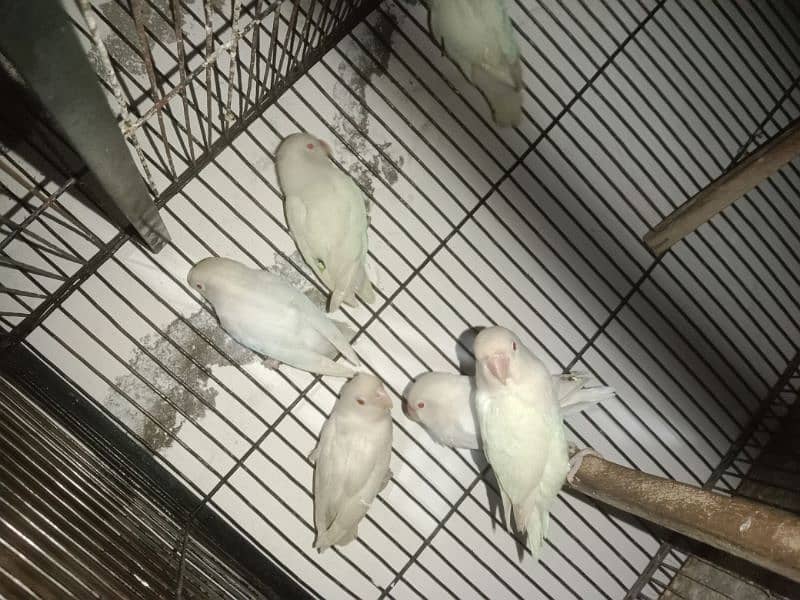 Albino Red Eyes, Cages, Breeding Boxes, Pots 7