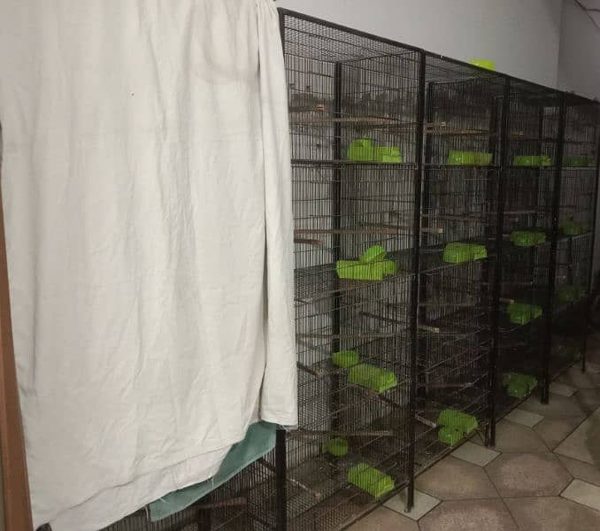 Albino Red Eyes, Cages, Breeding Boxes, Pots 8