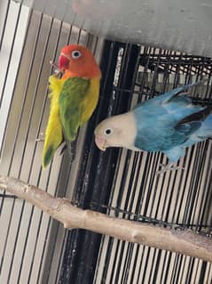 breeder pair love birds for sale