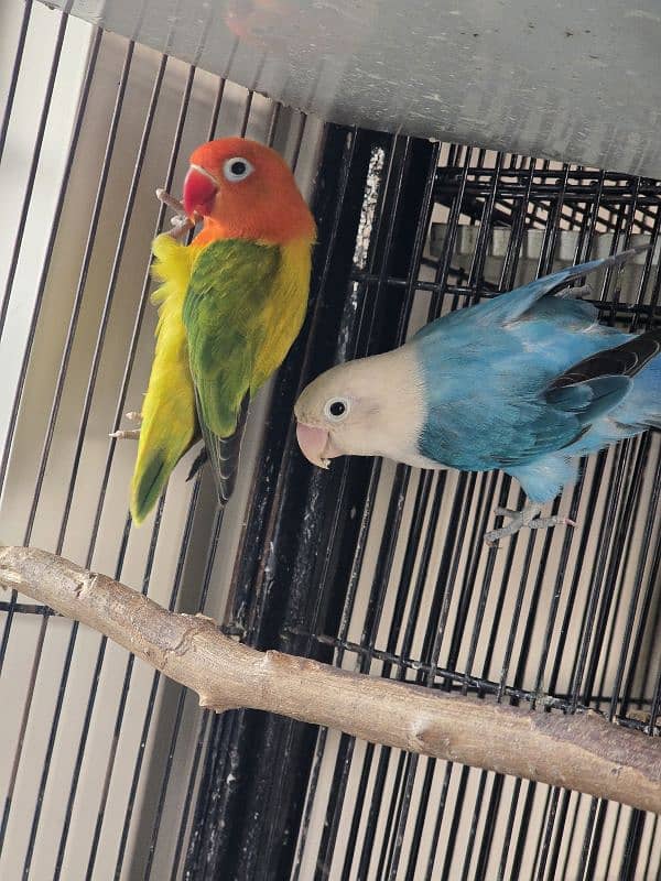 breeder pair love birds for sale 0