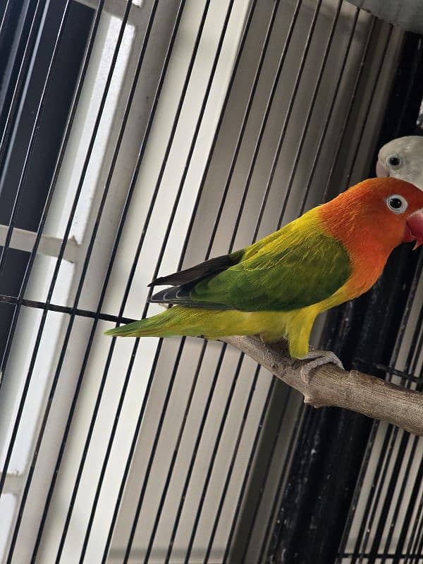 breeder pair love birds for sale 1