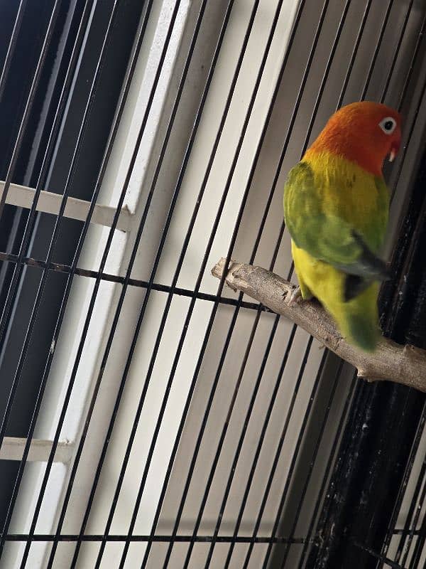 breeder pair love birds for sale 2