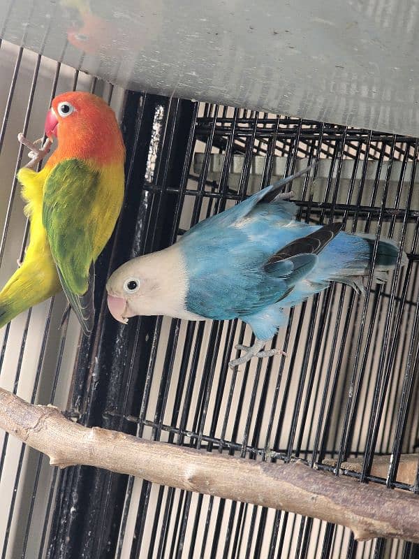 breeder pair love birds for sale 3