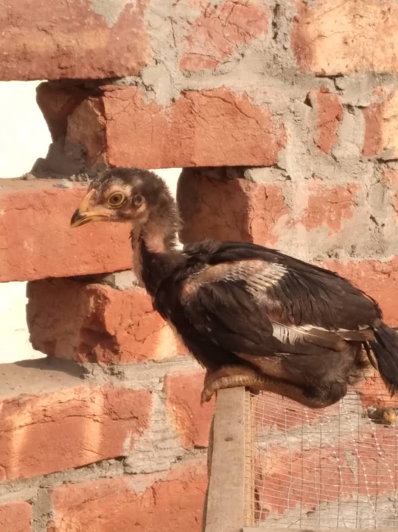 Aseel Mianwali Breed Chicks for Sale – 45 Days Old 0