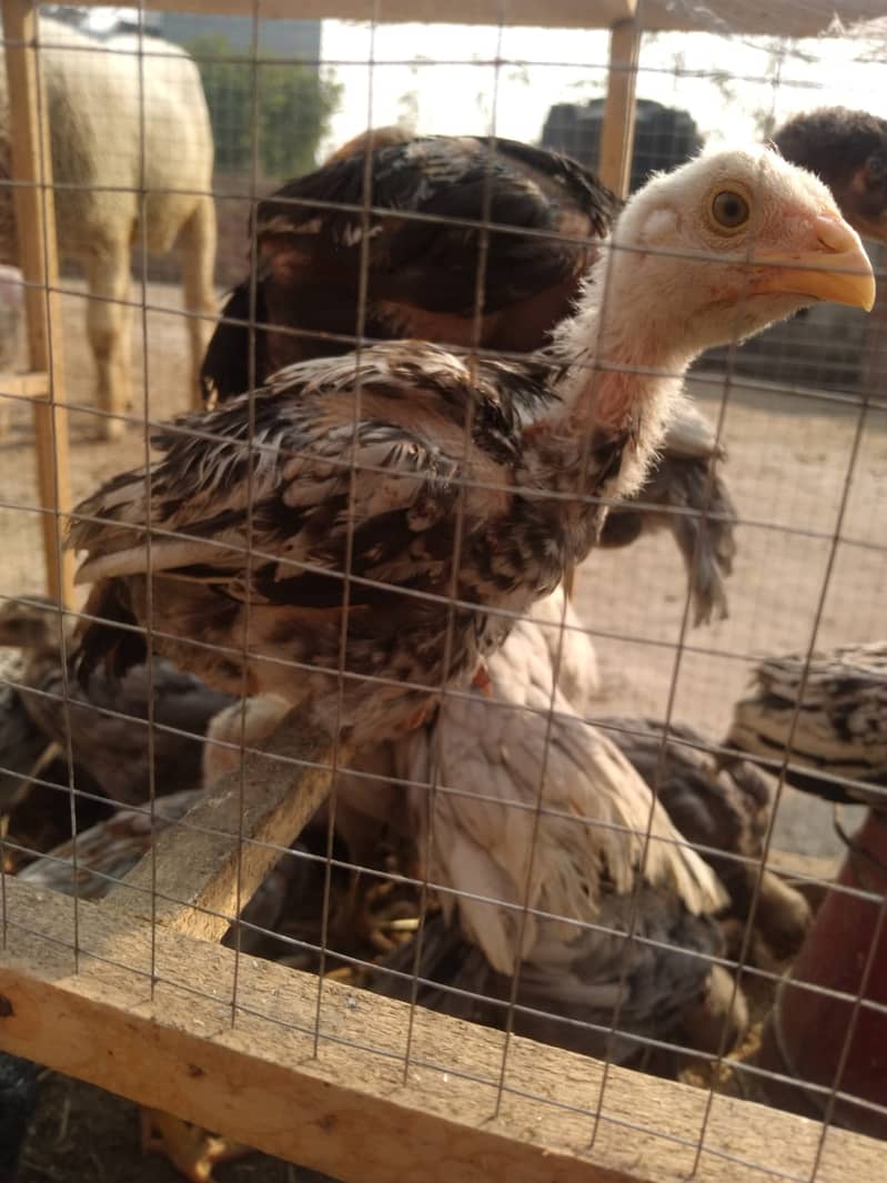 Aseel Mianwali Breed Chicks for Sale – 45 Days Old 14