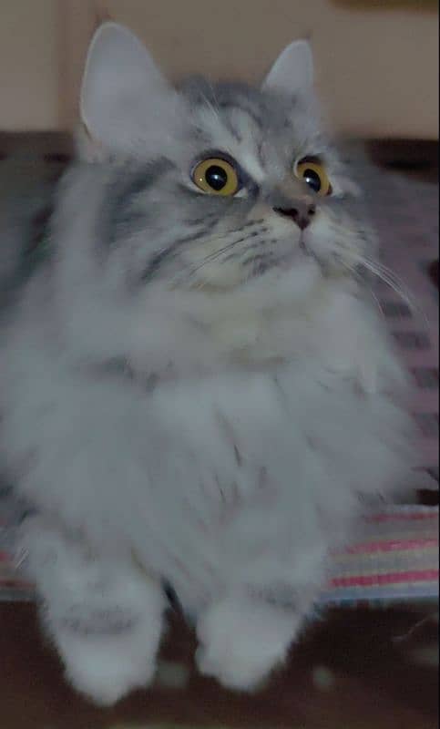 Persian Breed Cat 9 Month Old 1