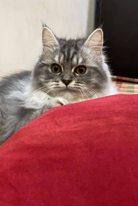 Persian Breed Cat 9 Month Old 0