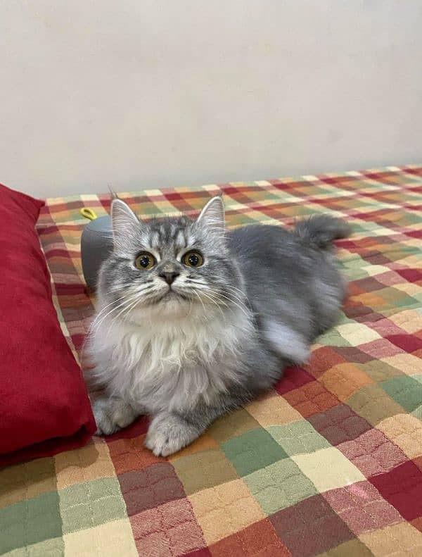 Persian Breed Cat 9 Month Old 2