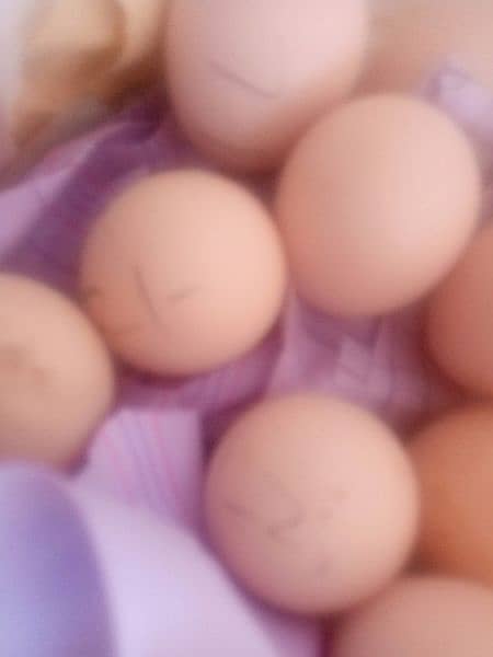 aseel eggs 3