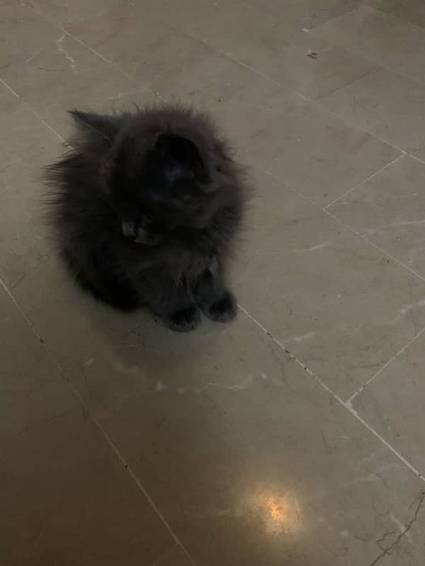 Persian male kitten ( Double coat) 0