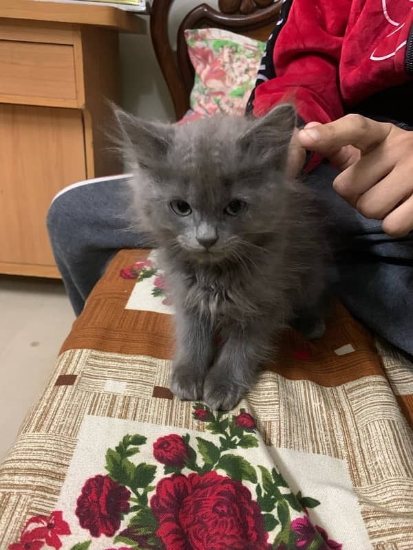 Persian male kitten ( Double coat) 1