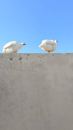 Guinea fowl