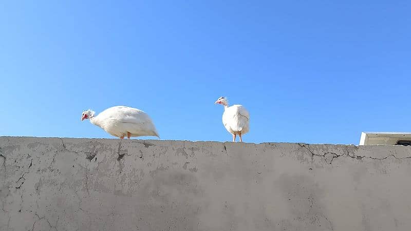 Guinea fowl 1