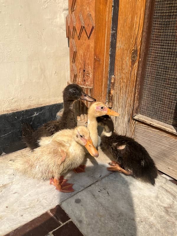 Ducks k bacha hai male female Pair Main only serious buyers contact me 0