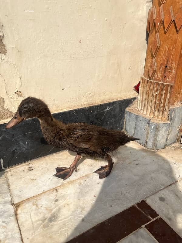 Ducks k bacha hai male female Pair Main only serious buyers contact me 1