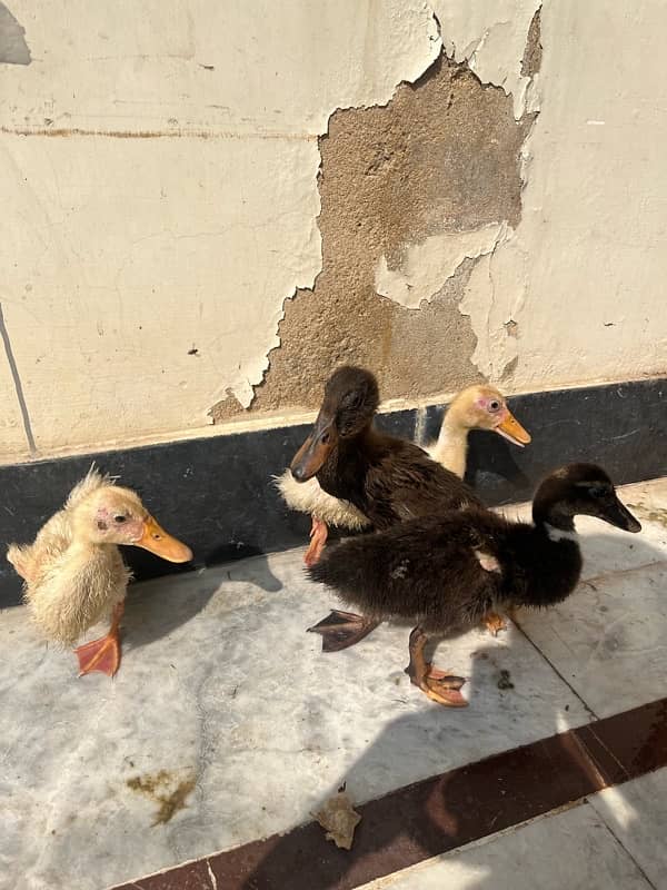 Ducks k bacha hai male female Pair Main only serious buyers contact me 2