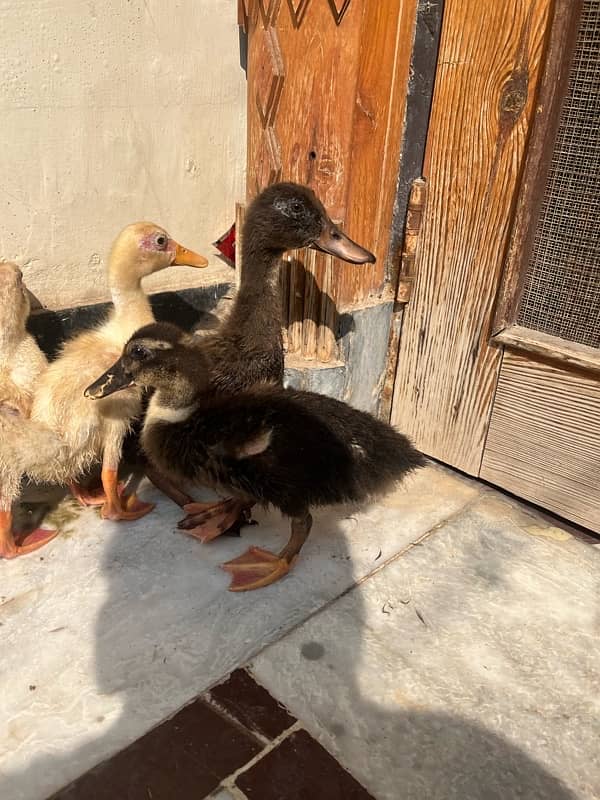 Ducks k bacha hai male female Pair Main only serious buyers contact me 3