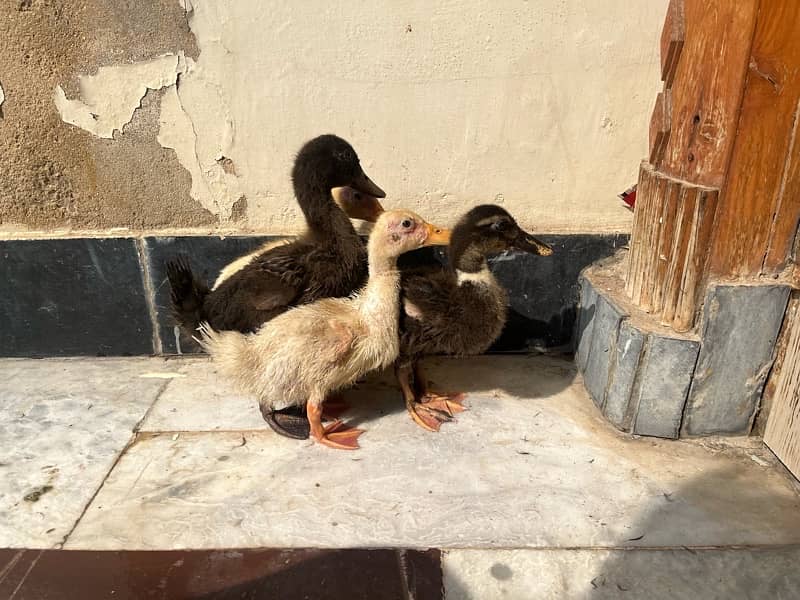 Ducks k bacha hai male female Pair Main only serious buyers contact me 4