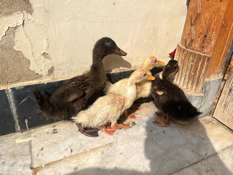 Ducks k bacha hai male female Pair Main only serious buyers contact me 5