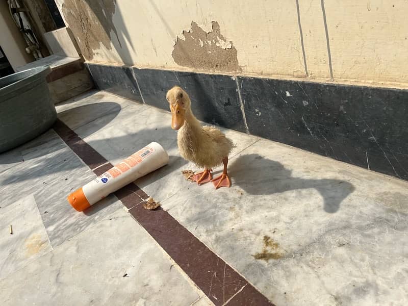 Ducks k bacha hai male female Pair Main only serious buyers contact me 6