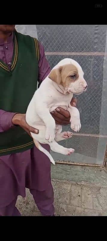 bully gultair puppies for sale contact number 03101879543 0