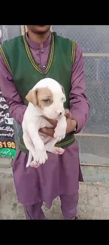 bully gultair puppies for sale contact number 03101879543 2