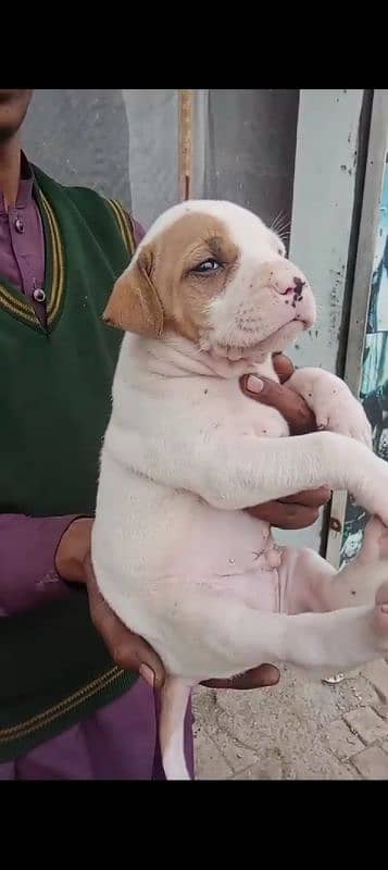 bully gultair puppies for sale contact number 03101879543 3