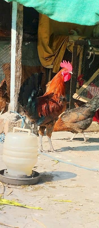 4 hens and 1 rooster Golden misri for sale 0