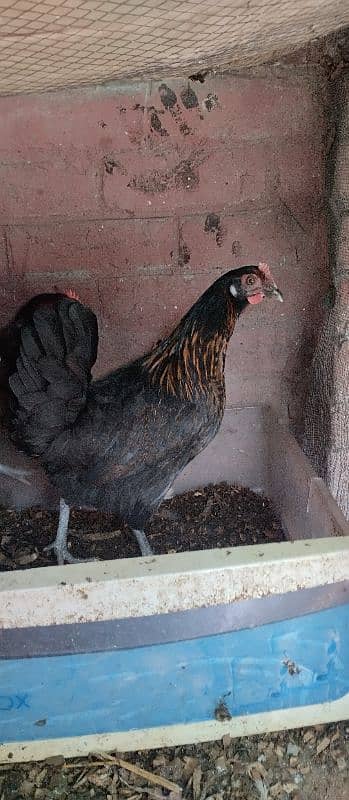 4 hens and 1 rooster Golden misri for sale 1