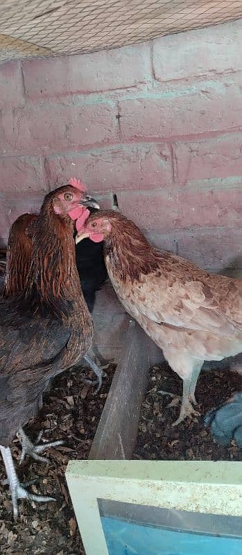 4 hens and 1 rooster Golden misri for sale 3